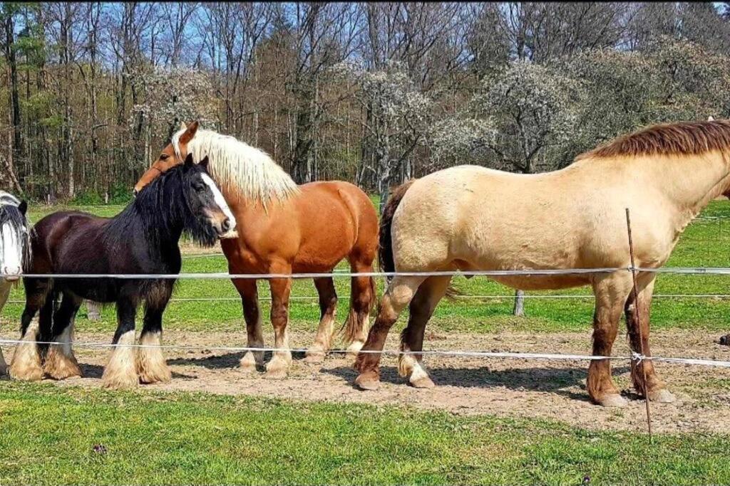 Les Vergers D'Epona "Fremifontaine Vosges" Eksteriør bilde